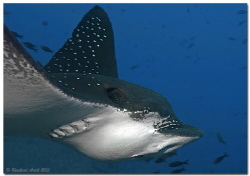 - close up -
Portrait of an Eagle Ray (Aetobatus ocellat... by Reinhard Arndt 